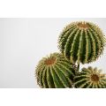 Artificial Cactus Stem-view2