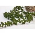 Artificial String of Pearls Vine-view3