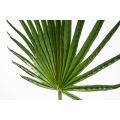 Artificial Large Fan Palm Leaf-view3
