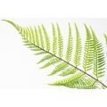 Large Artificial Fern Plant-view3
