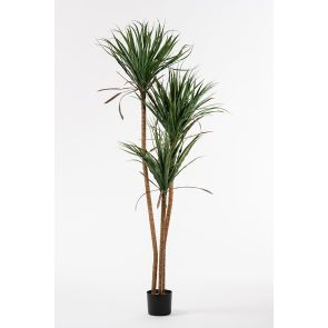 Large Artificial Draceana Plant