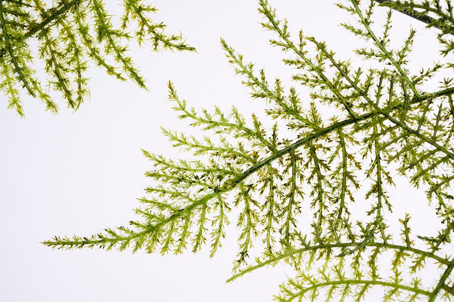 Artificial Large Fern Leaf-view2