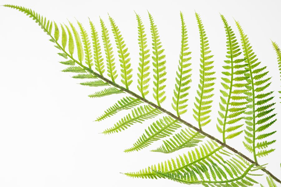 Large Artificial Fern Plant-view3
