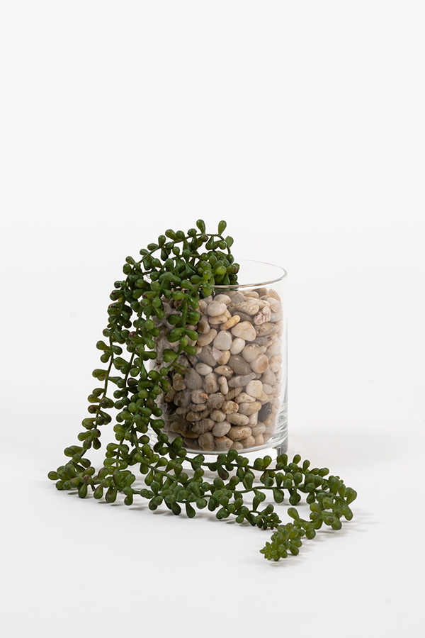 Artificial String of Pearls Vine
