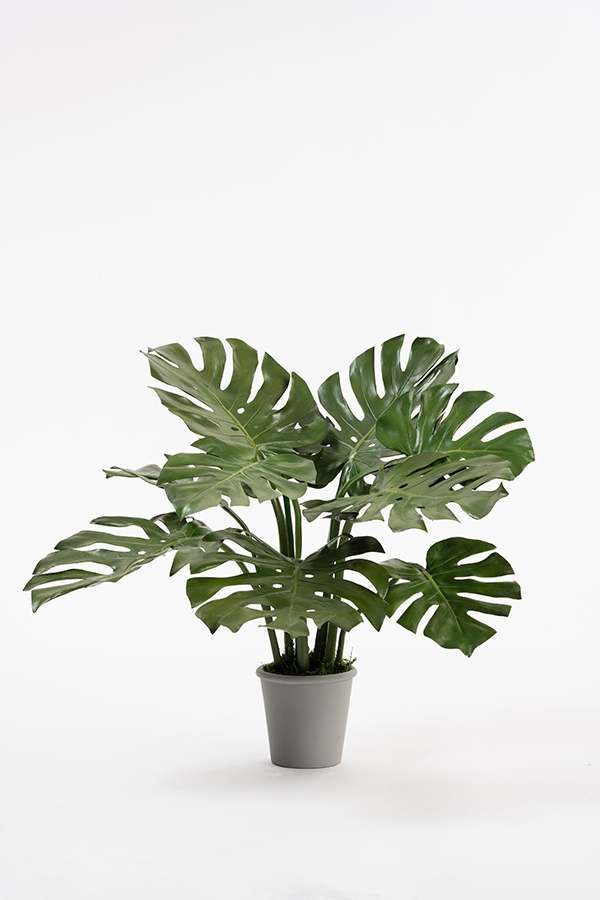 Image of Potted Artificial Cheese Plant